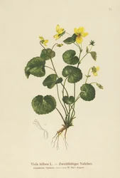 Twee-bloemige Viooltje